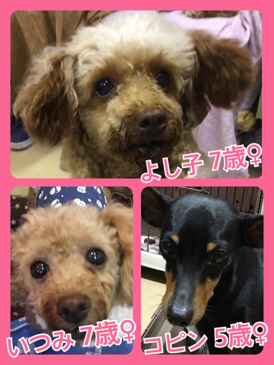 🐾今日の里親様募集中ワンコ🐶メンバーです🐾2019,11,14